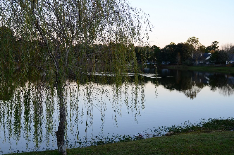 Neighborhood Pond